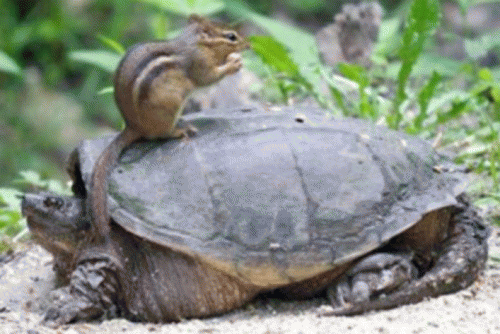 Sloth (USA-2) : I Shouldn't Eat on the Bus But It's Slow & I'm Hungry!